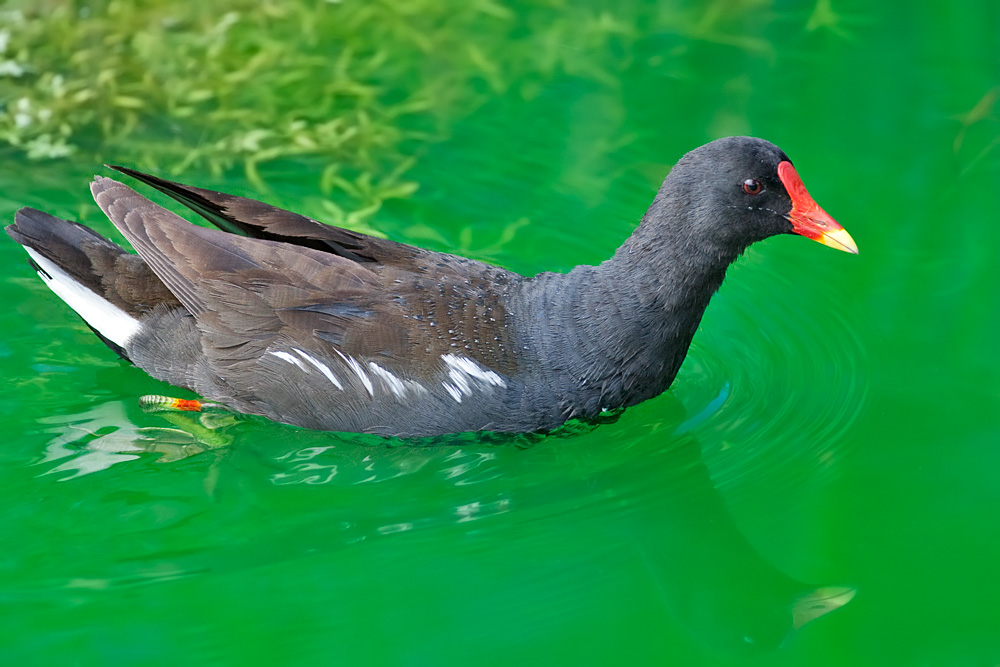 Common Moorhen