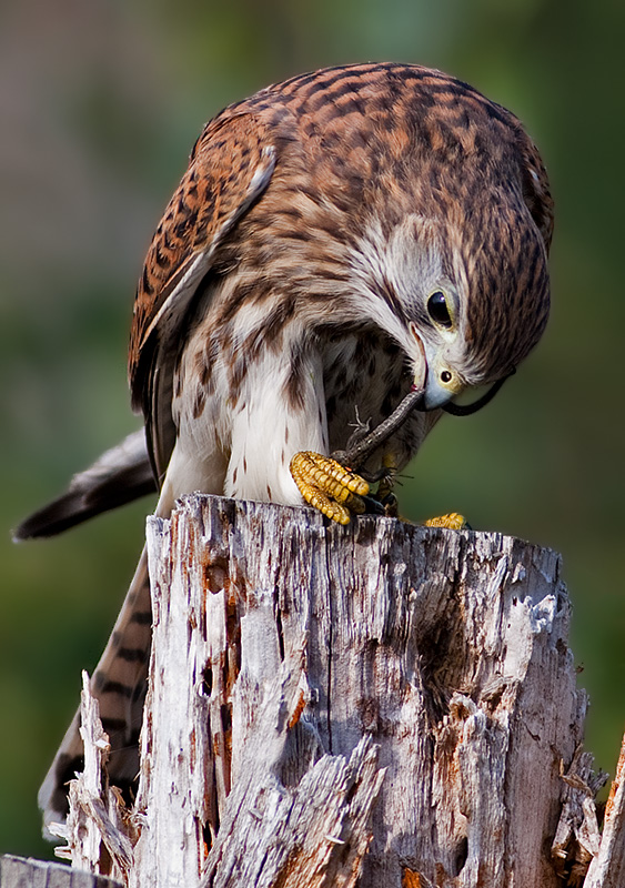 Falco tinnunculus Common Kestrel eating a Viviparous lizard