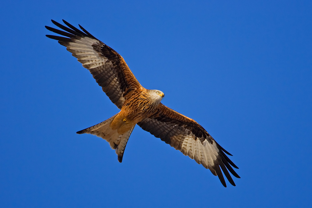 Red Kite