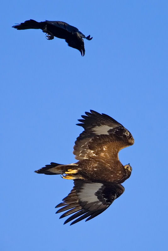 Raven attacking a Golden Eagle