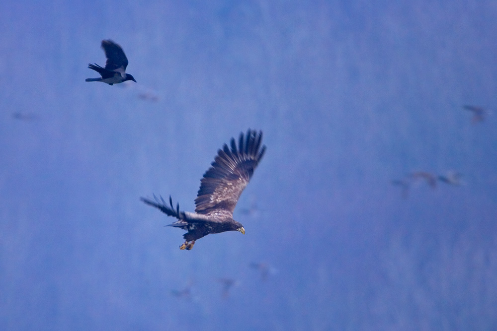 White-tailed Eagle and a crow in a bad weather