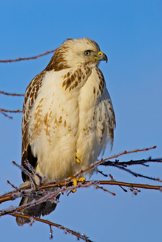 Common Buzzard, Buteo buteo