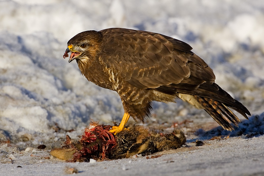 Common Buzzard, Buteo buteo