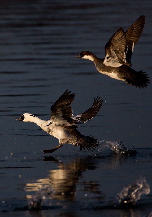Smew