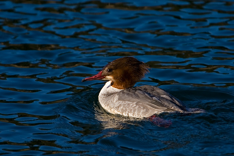 Goosander