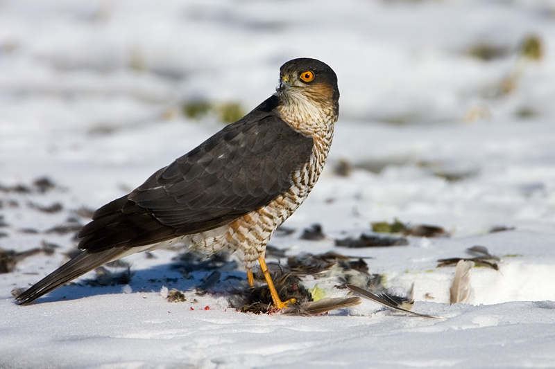 Sparrowhawk eating small bird