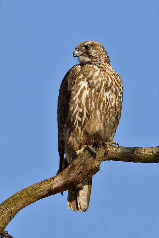 Gyr Falcon