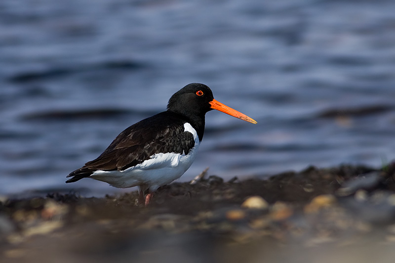 Oystercatcher, Haematopus ostralegus