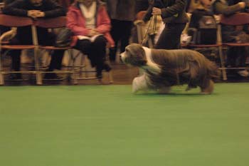 crufts2006 061.jpg