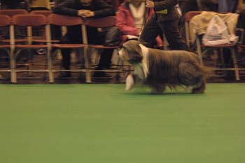 crufts2006 062.jpg