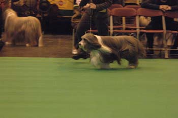 crufts2006 065.jpg