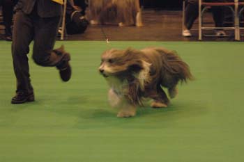 crufts2006 069.jpg