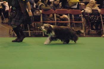 crufts2006 071.jpg