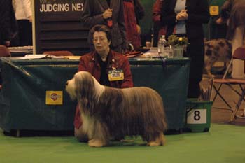 o4/76/594476/1/57072292.crufts2006102.jpg