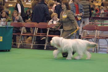 crufts2006 147.jpg