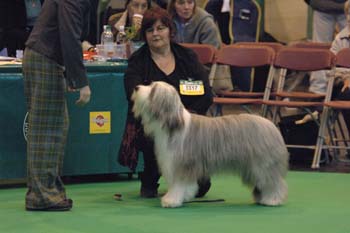 crufts2006 153.jpg