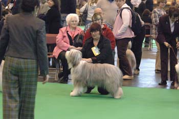 o4/76/594476/1/57072583.crufts2006164.jpg