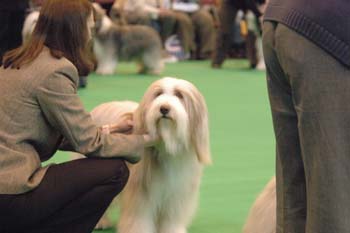 crufts2006 171.jpg