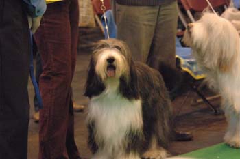 crufts2006 172.jpg