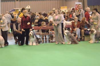 crufts2006 177.jpg