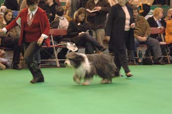 crufts2006 202.jpg