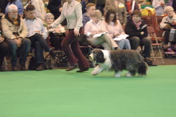 crufts2006 211.jpg