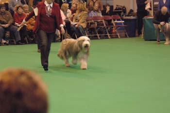 o4/76/594476/1/57073184.crufts2006272.jpg