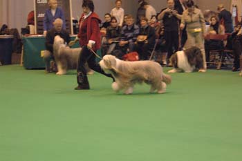 crufts2006 278.jpg