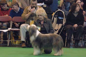 crufts2006 287.jpg