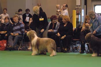 crufts2006 289.jpg