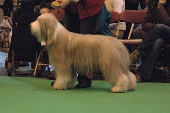 crufts2006 290.jpg