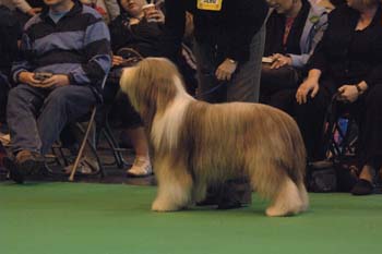 crufts2006 291.jpg