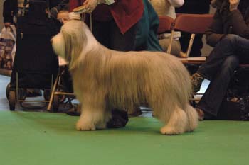 crufts2006 295.jpg