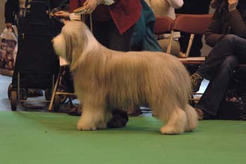 crufts2006 296.jpg