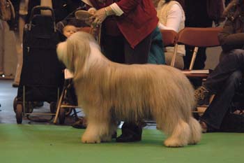 crufts2006 297.jpg