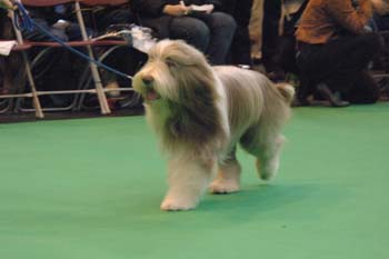 crufts2006 298.jpg