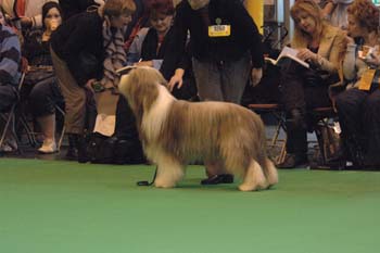 crufts2006 299.jpg