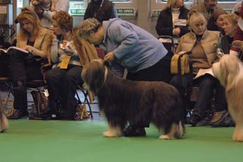 crufts2006 300.jpg