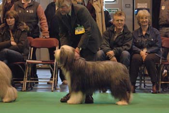 crufts2006 302.jpg