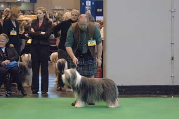 crufts2006 304.jpg