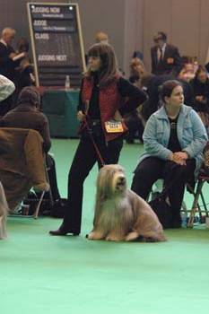 crufts2006 326.jpg