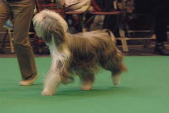 crufts2006 328.jpg