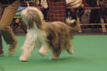 crufts2006 329.jpg