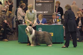 crufts2006 331.jpg