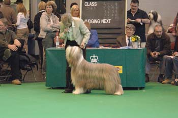 crufts2006 332.jpg