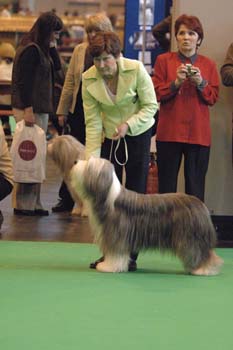 crufts2006 364.jpg