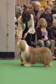 crufts2006 365.jpg