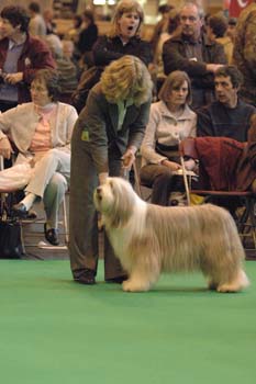 crufts2006 367.jpg