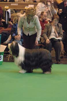 crufts2006 372.jpg