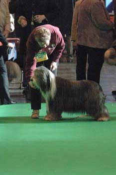 crufts2006 0398.jpg